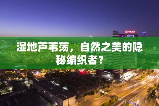 湿地芦苇荡，自然之美的隐秘编织者？